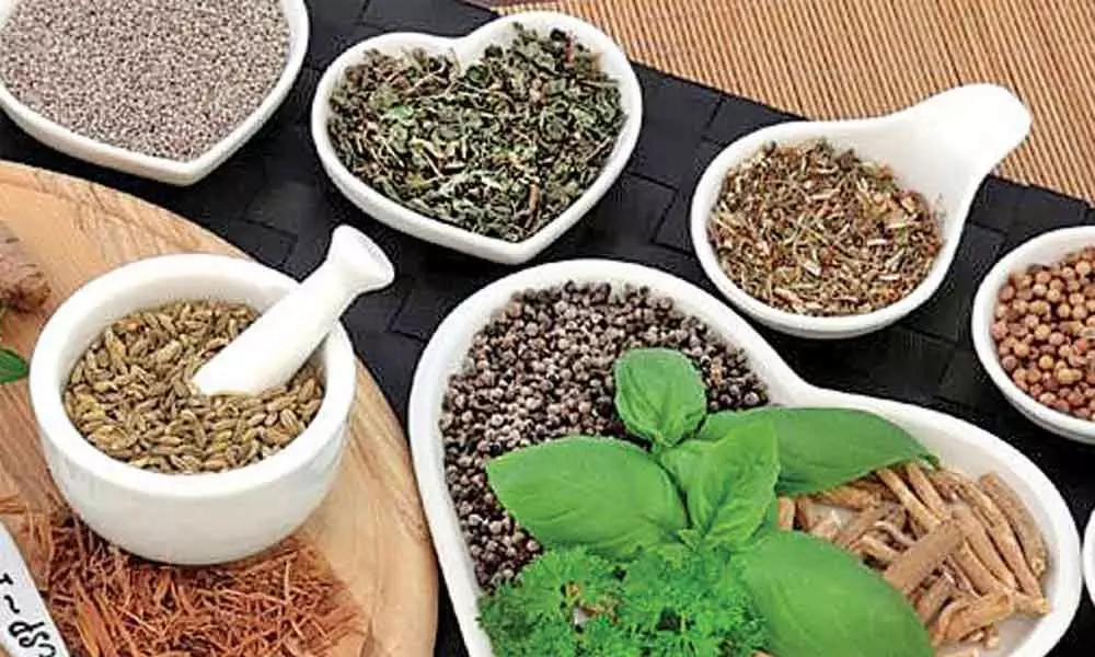 12 Best Kadha Mix Powders in India to Boost Immunity